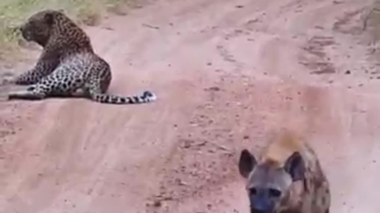 Cute 🥰 animals videos|| and dog cat lion||