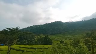 rice fields on the mountain