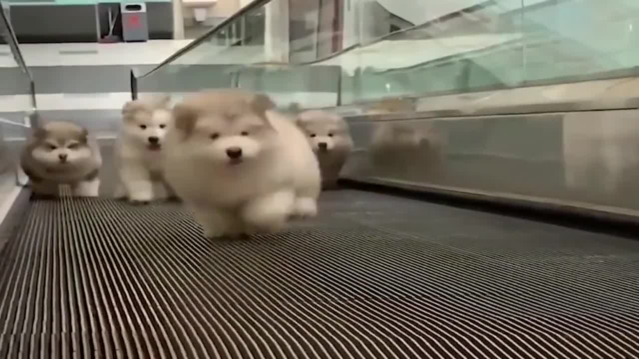 A collection of hilarious dogs going down the stairs, stuck with the music