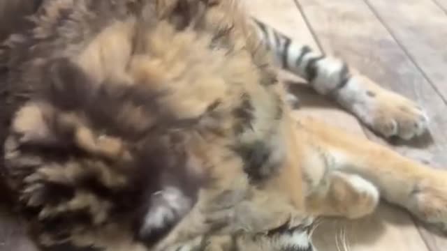 Little tiger