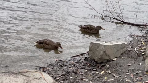 Ducks swimming in the water is a wonderful sight