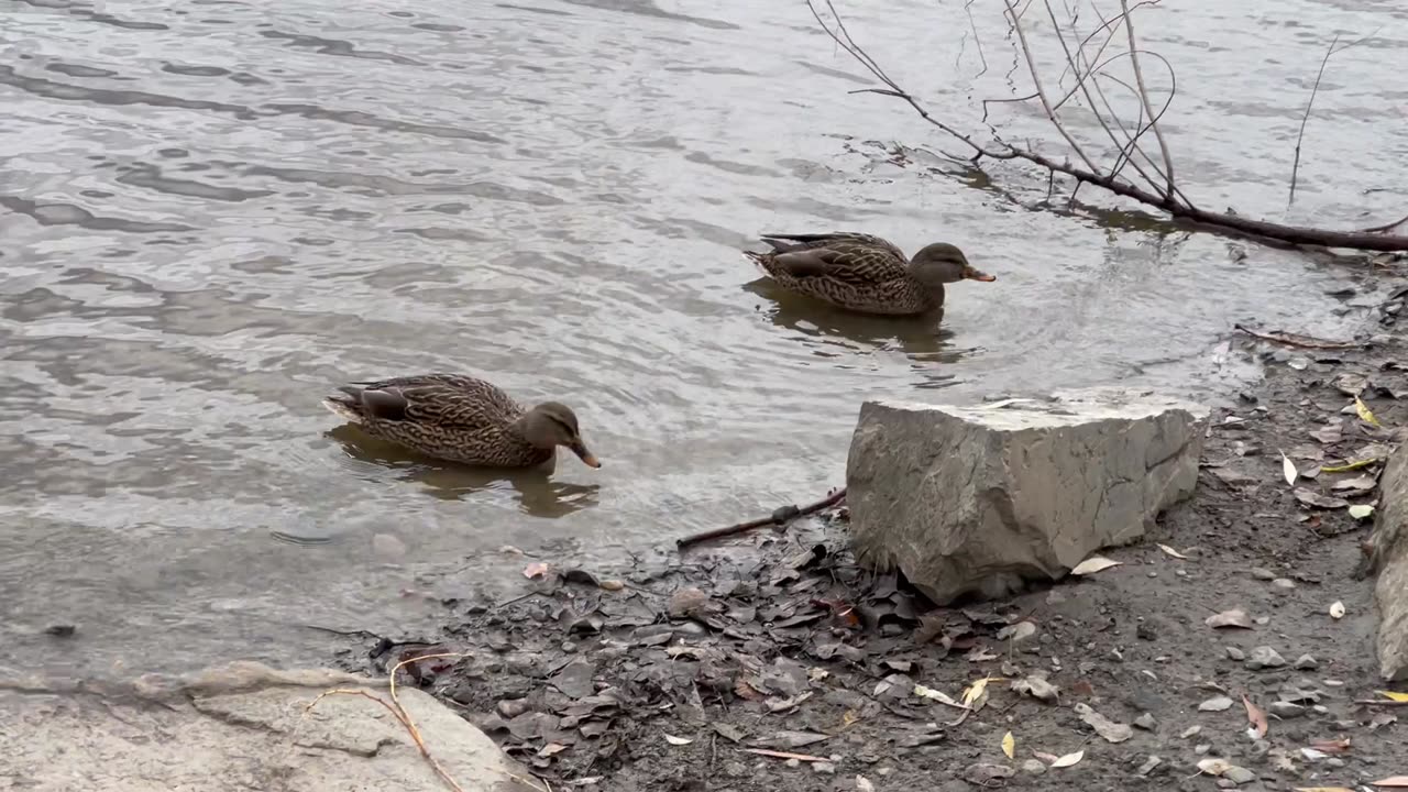 Ducks swimming in the water is a wonderful sight
