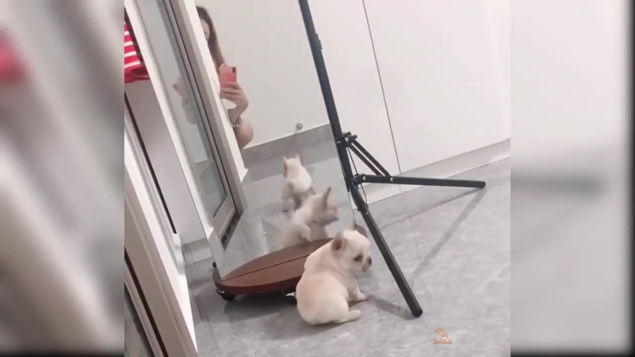Baby Dogs - Cute and Funny Dog Videos Compilation