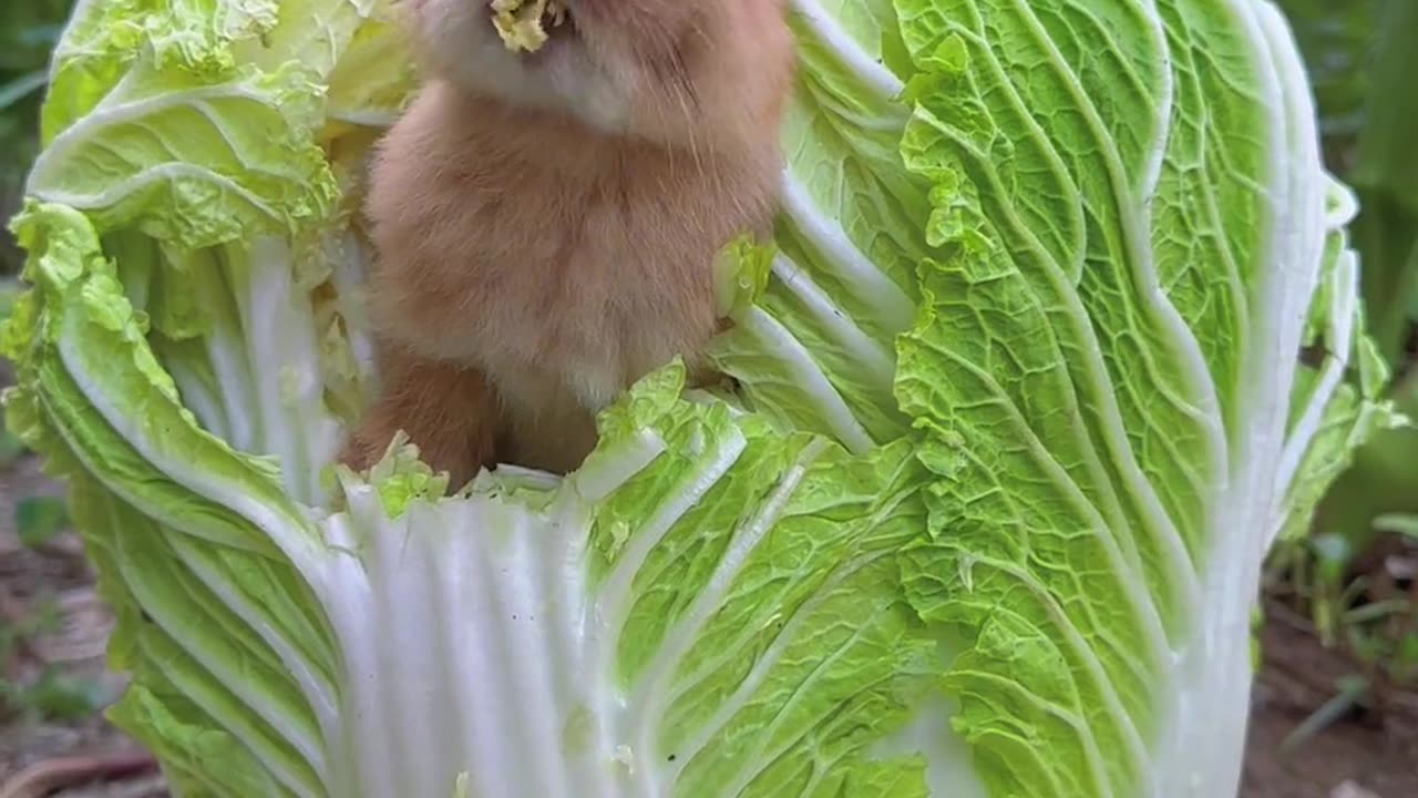 The sound of the little bunny eating cabbage is so soothing, isn't it?