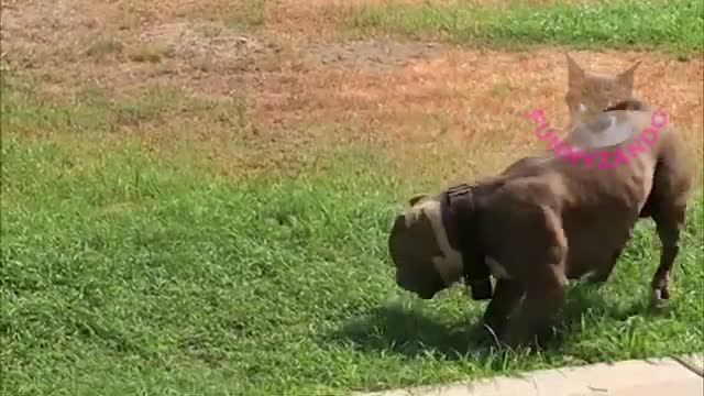video funny