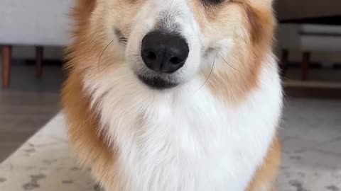 My cute little doggo🐕