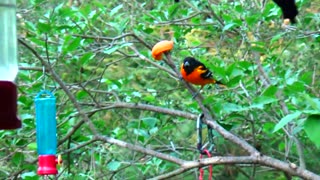 Oriole