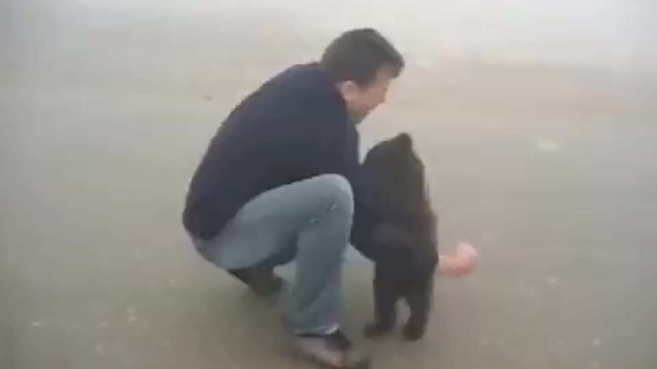 Baby bear refuses to let go of the ranger that saved him from fire