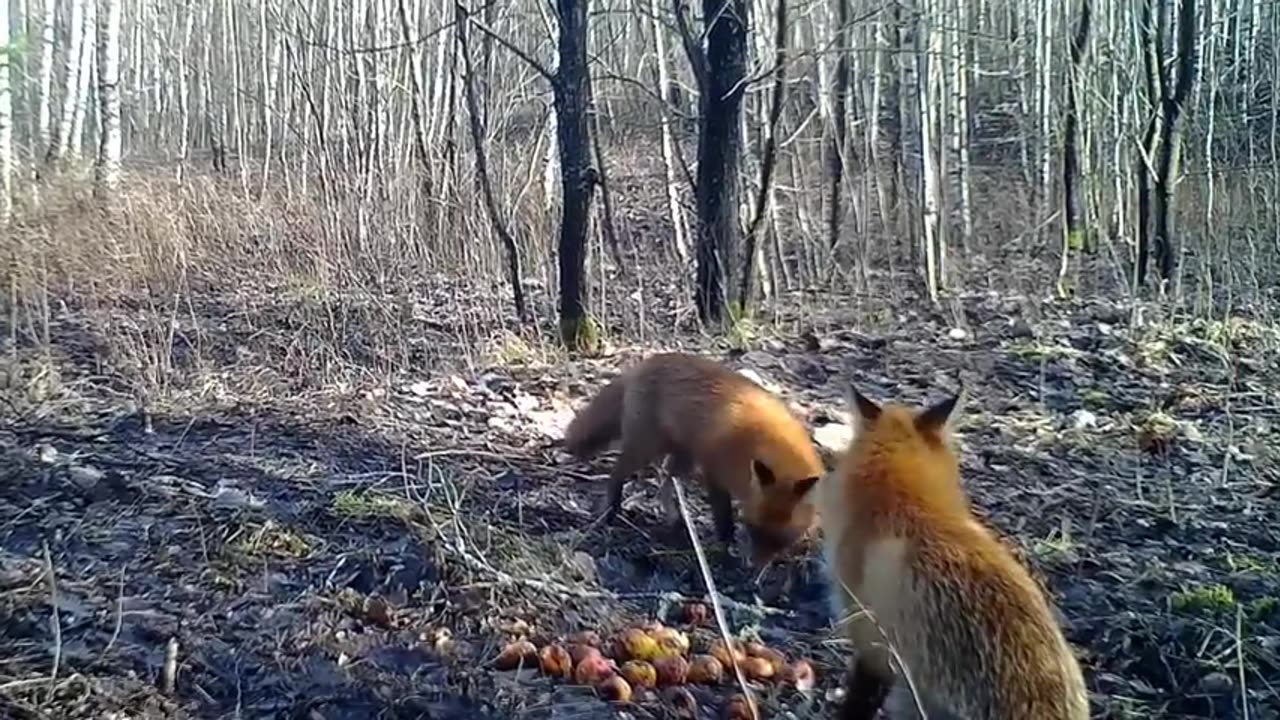 Things you need to know about RED FOXES!