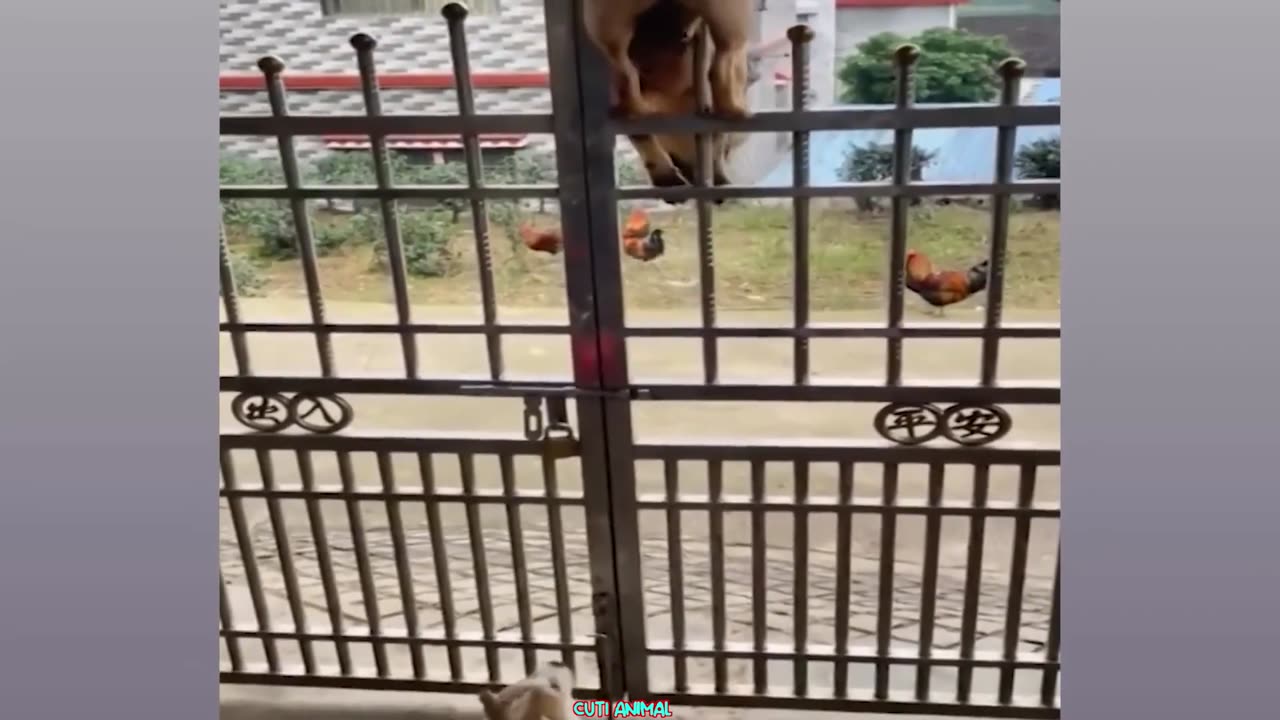 Funny Animals