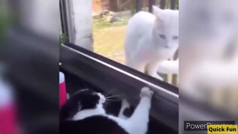 Dogs and Cats Very Funny Videos