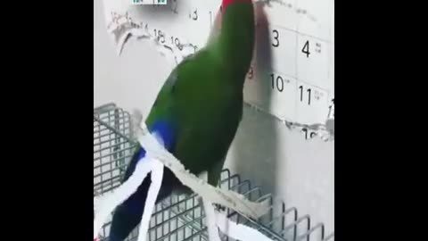 Funny beautiful birds to make your day funny