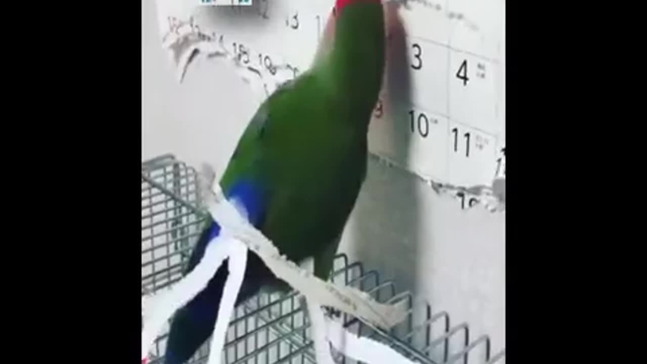 Funny beautiful birds to make your day funny