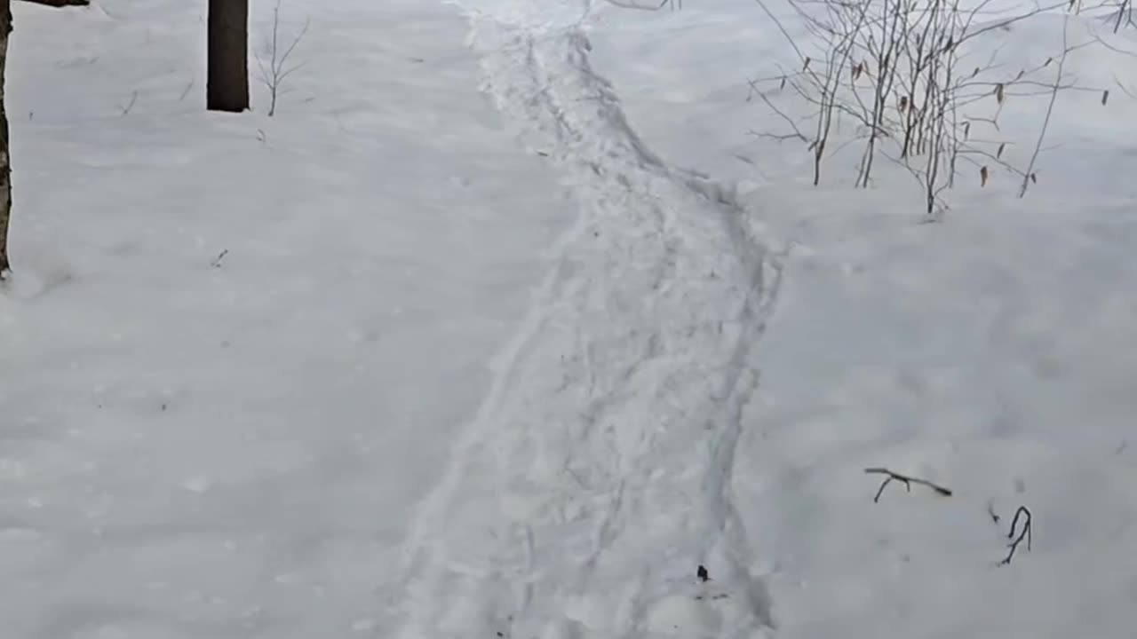 Snowshoeing