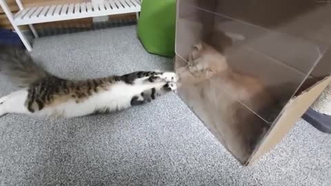 If the box is transparent, cute moments are revealed to the world