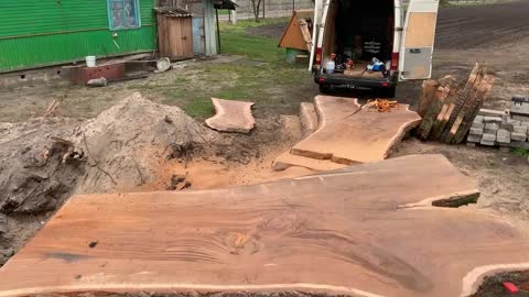 Giant oak tree cutting