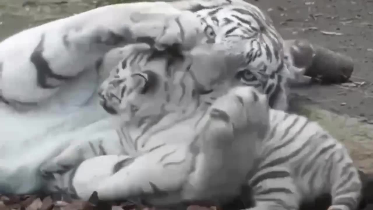 Misbehaving little snow tiger cub