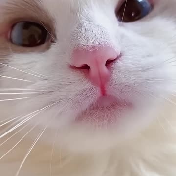 #shorts cat meme & kitten 💘 - funny cats meow baby cute compilation