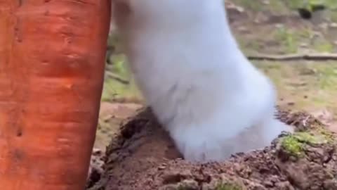 Nice video