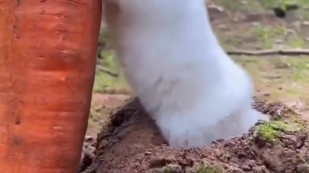 Nice video