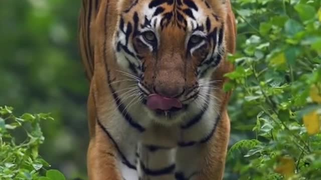 Animal world animal impression tiger tiger