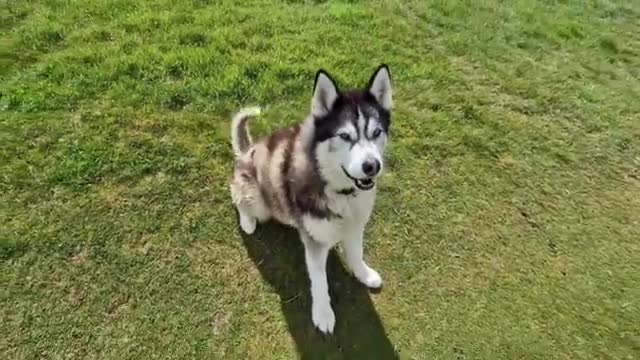 Husky and Little Pup Become the Best of Friends