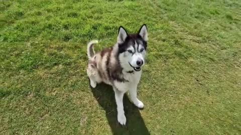 Husky and Little Pup Become the Best of Friends