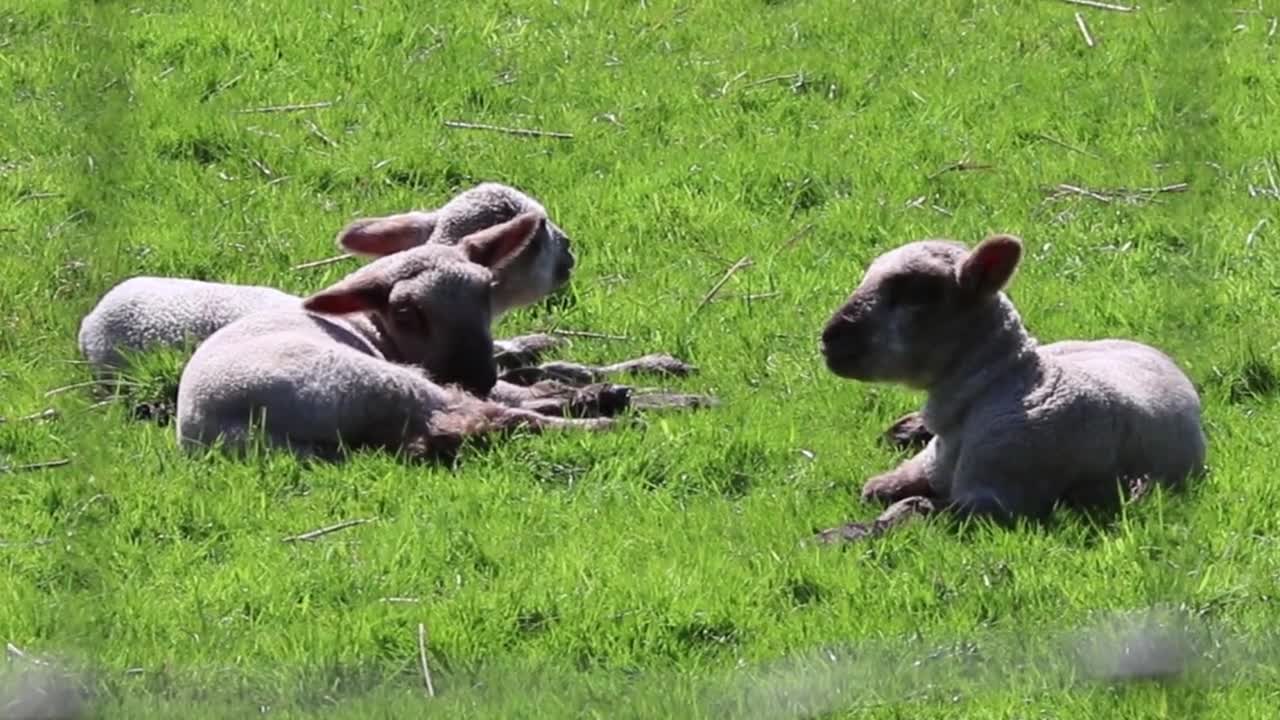 Lamb Sheep Farm Nature Animal Wool Field Young