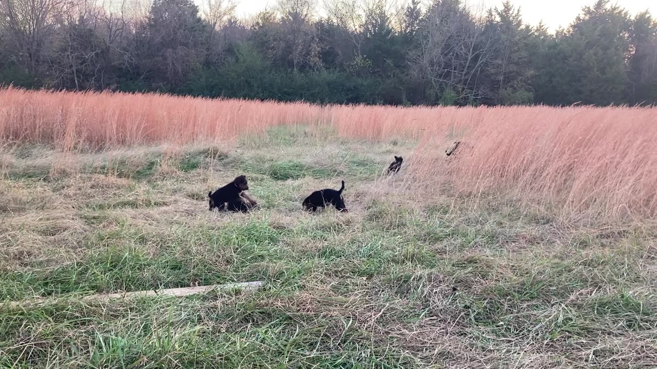 Airedale Puppies at Play in Eastern Oklahoma