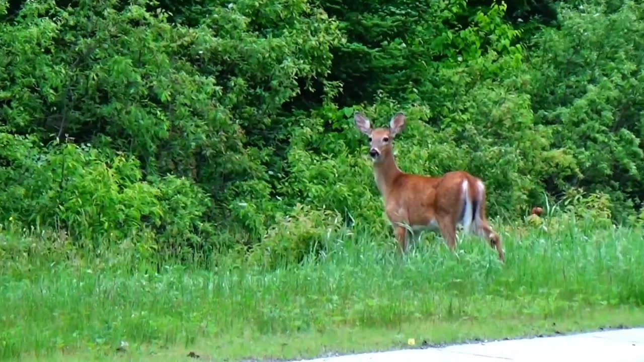 White-tailed deer