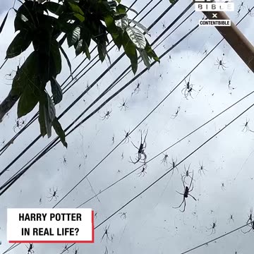 Spiders of Bali