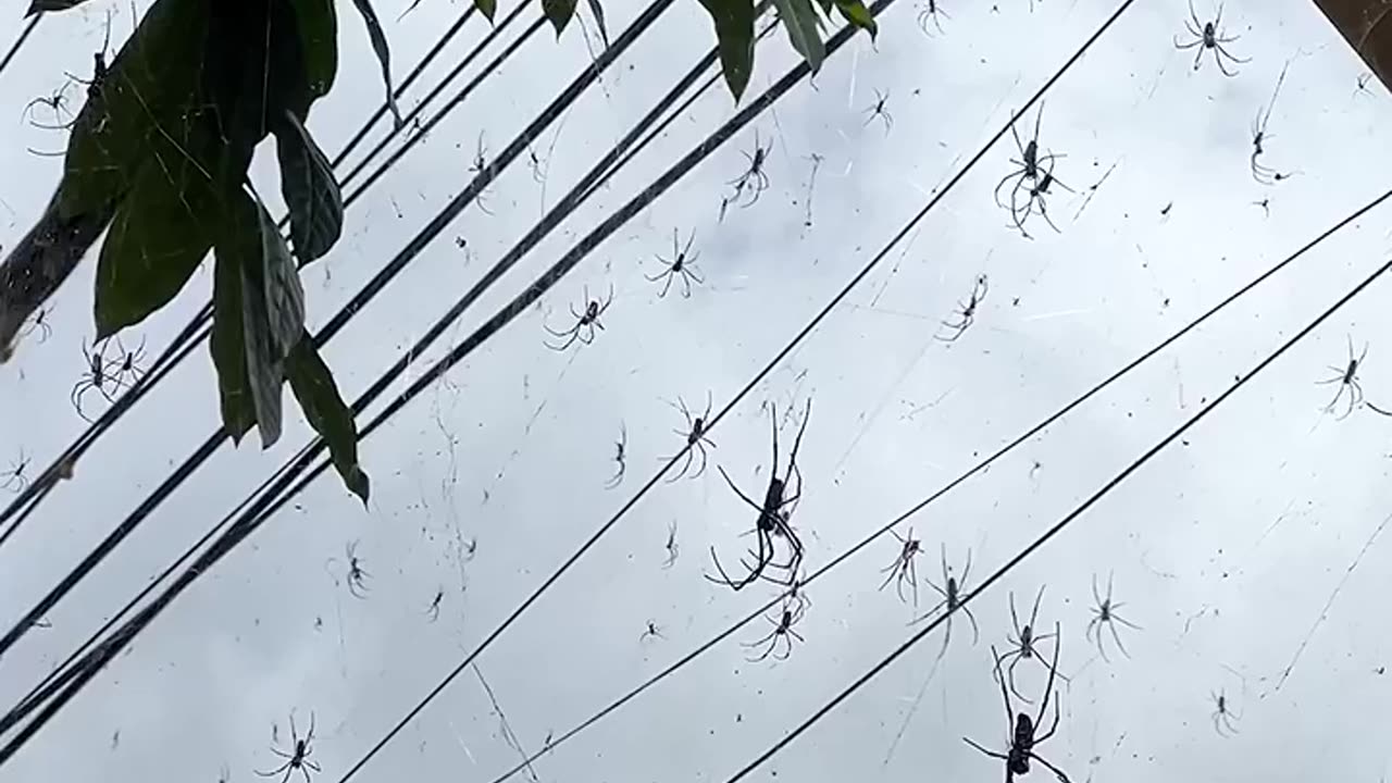 Spiders of Bali