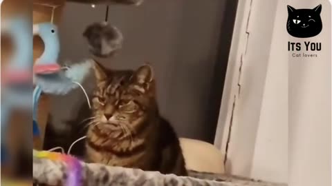 Funny cat video