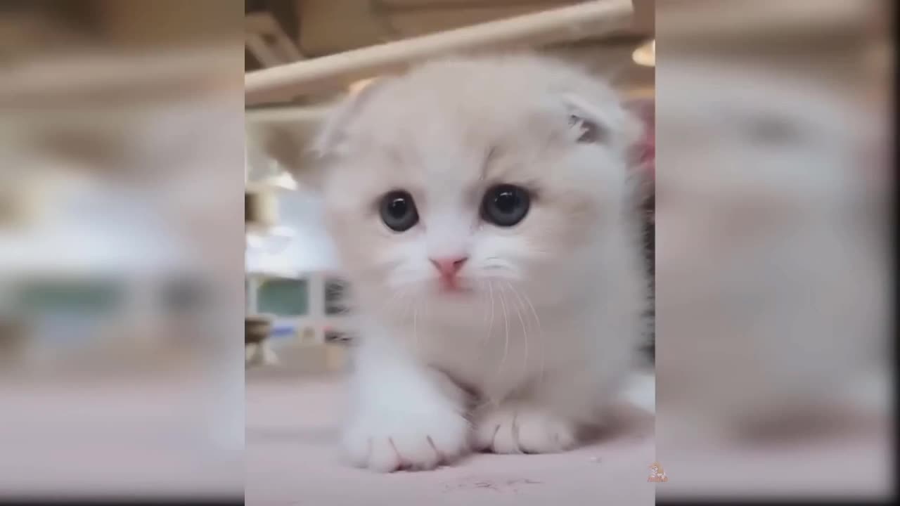 Funny video 🤣🤣 video