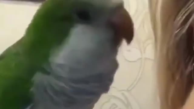 parakeet kiss