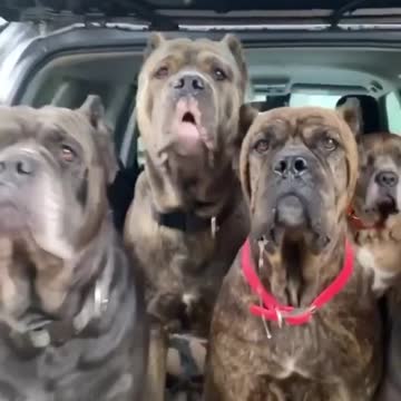 cane corso 🐕‍🦺🐕‍🦺🐕‍🦺