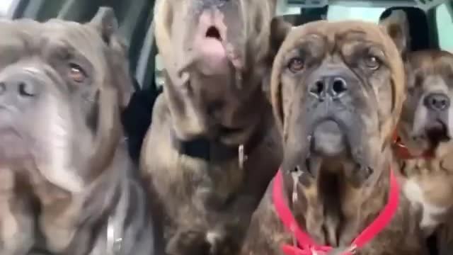 cane corso 🐕‍🦺🐕‍🦺🐕‍🦺