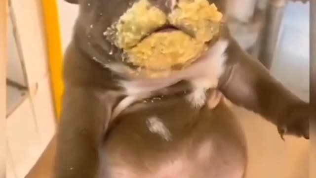 Funny animal video of 2023: a cute dog eating food