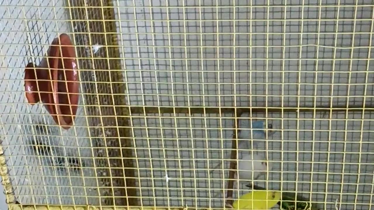 Budgerigar bird cage