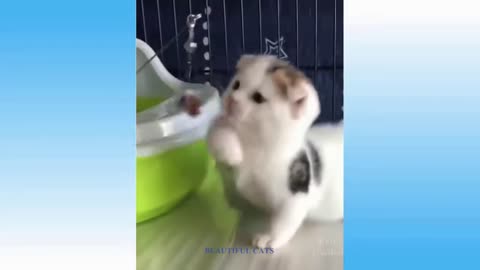 Top Funny Cats Videos 2022 Try Not to Laugh🤣