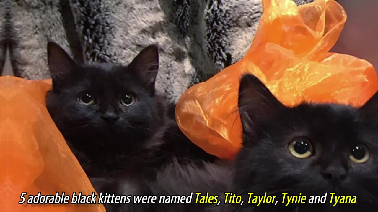 Stray Cat Brings All Her Kittens To A Woman Who Gave Her Food
