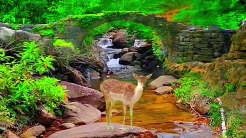 Natural views