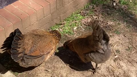 Broody Hen Tales with Chris P. Chicken: First time outside!