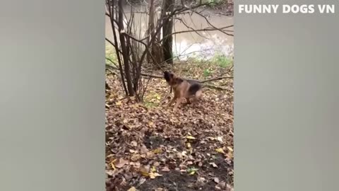 Funniest Animals Videos Funny Dogs And Cats Try Not To Laugh Animals