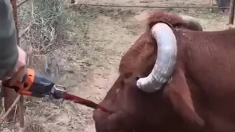 Cut the horn of a cow viral