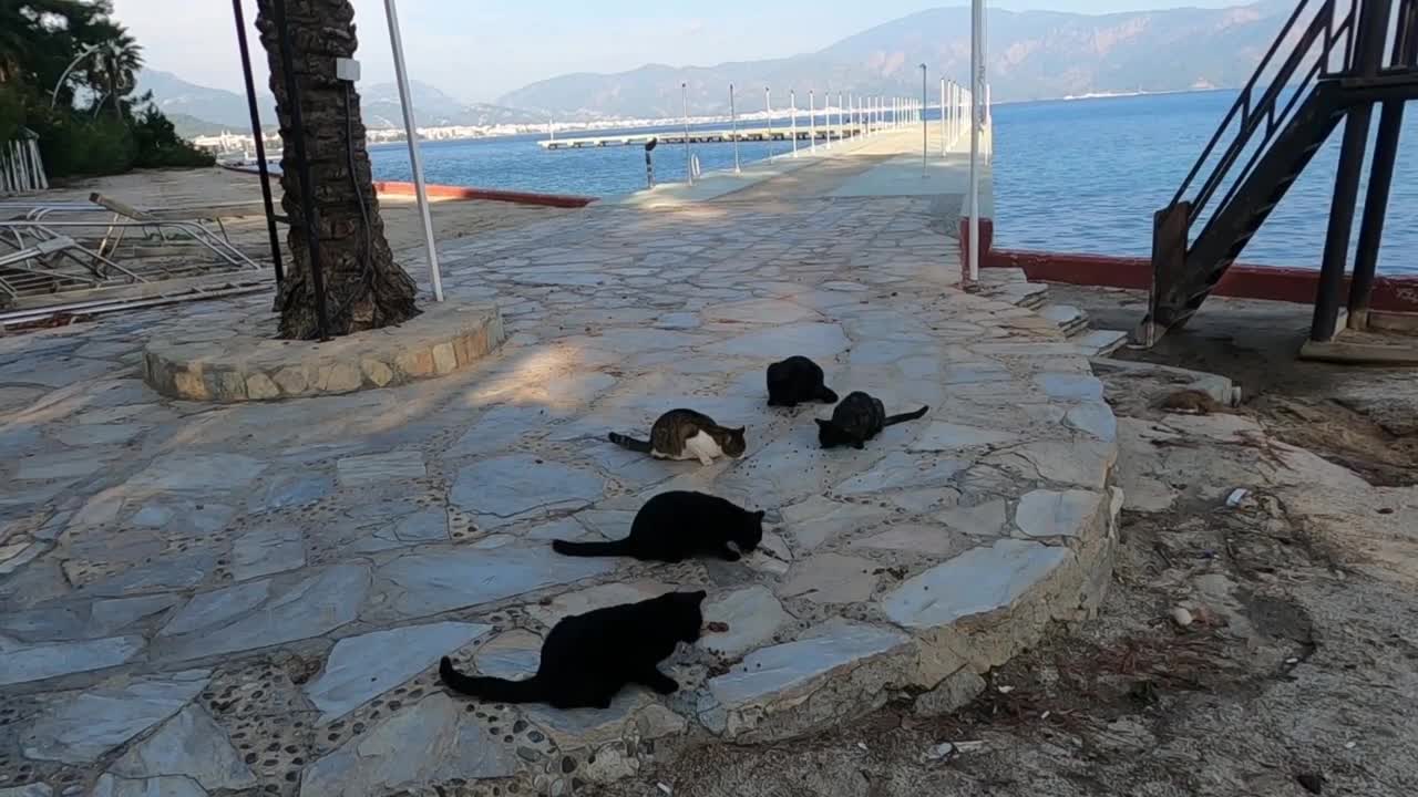 Three sibling black cats and their friends at the seaside are waiting for me every day