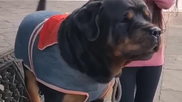 Rottweiler Attack I Aggressive Dog Breed #dog #rottweiler #trending