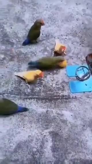 Parrots Playing Basketball: Yellow vs Green