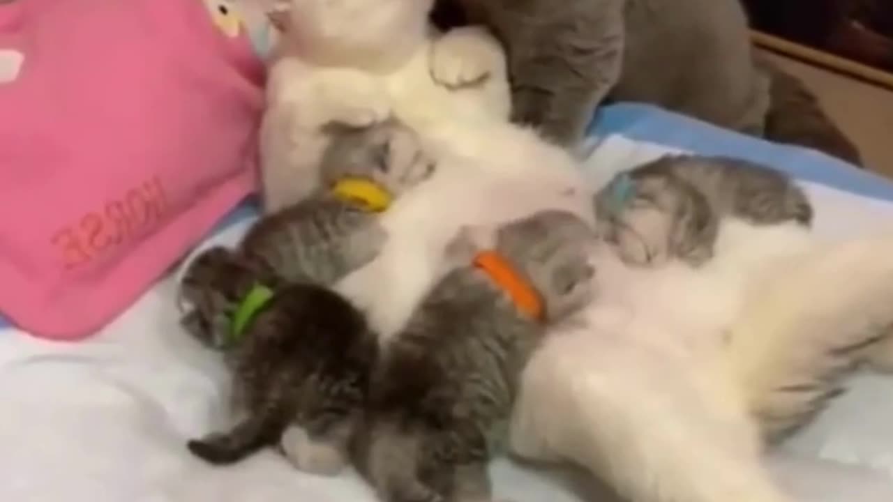 cute cat awesome funny clip. # cute cat video #funny animals #funny cats video