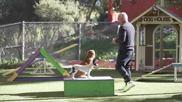 HOW TO TEACH A DOG ANYTHING!